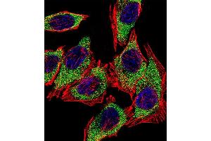 Fluorescent confocal image of A549 cell stained with AGR2 Antibody (N-term) (ABIN390226 and ABIN2840703).