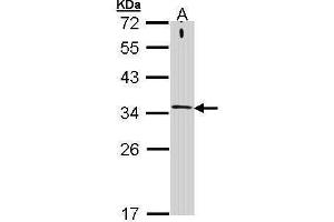 WB Image Sample (30 ug of whole cell lysate) A: A431 , 12% SDS PAGE antibody diluted at 1:1000 (STX1A antibody  (N-Term))