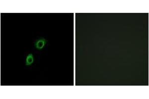 Immunofluorescence analysis of A549 cells, using INSL4 Antibody. (INSL4 antibody  (AA 41-90))