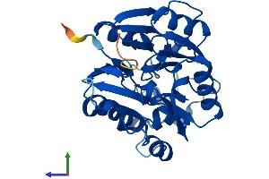 AlphaFold protein structure predicition of Mouse Recombinant Ddah2 Protein, UniprotID Q99LD8 (DDAH2 Protein (AA 1-285) (His tag))