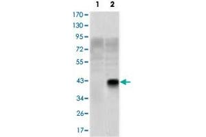 Western blot analysis using OLIG2 monoclonal antobody, clone 1G11  against HEK293 (1) and OLIG2-hIgGFc transfected HEK293 (2) cell lysate.