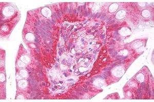 Anti-14-3-3 Zeta antibody IHC staining of human small intestine. (14-3-3 zeta antibody  (AA 51-100))
