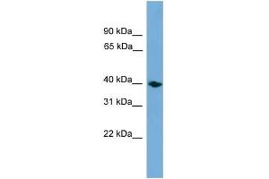 WB Suggested Anti-Anxa13 Antibody Titration: 0. (Annexin A13 antibody  (Middle Region))