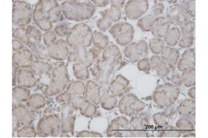Immunoperoxidase of purified MaxPab antibody to RPL29 on formalin-fixed paraffin-embedded human salivary gland.