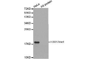 Western blot analysis of extracts of various cell lines, using MonoMethyl-Histone H3-R17 antibody. (Histone 3 antibody  (H3R17me))