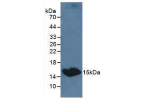 Western blot analysis of Dog Serum. (TSHB antibody  (AA 20-138))