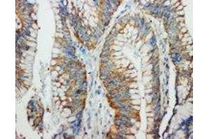 Image no. 1 for anti-Fas Ligand (TNF Superfamily, Member 6) (FASL) (C-Term) antibody (ABIN1492926) (FASL antibody  (C-Term))