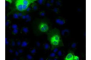 Anti-CDH13 mouse monoclonal antibody (ABIN2452903) immunofluorescent staining of COS7 cells transiently transfected by pCMV6-ENTRY CDH13 (RC206068). (Cadherin 13 antibody)