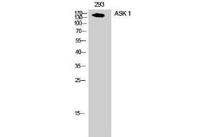 Western Blotting (WB) image for anti-Mitogen-Activated Protein Kinase Kinase Kinase 5 (MAP3K5) (Ser897) antibody (ABIN3173920) (ASK1 antibody  (Ser897))