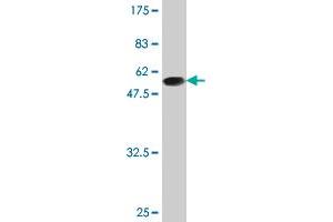 Western Blot detection against Immunogen (47. (BIN3 antibody  (AA 1-199))