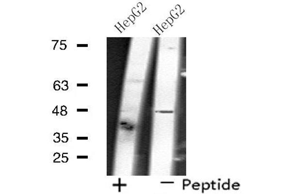 SLC17A2 antibody  (N-Term)