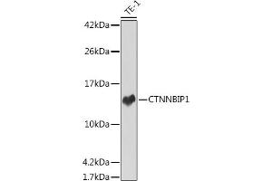 Western blot analysis of extracts of TE-1 cells, using CTNNBIP1 antibody (ABIN7266145) at 1:1000 dilution.