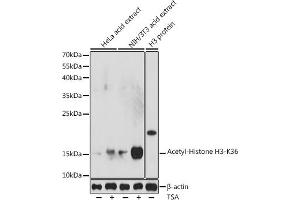 Western blot analysis of extracts of various cell lines, using Acetyl-Histone H3-K36 antibody (ABIN7267671) at 1:1000 dilution. (Histone 3 antibody  (H3K36))