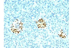 Formalin-fixed, paraffin-embedded human Pancreas stained with NKX2. (Nkx2-2 antibody)