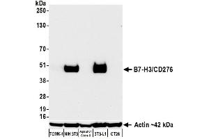 anti-CD276 (CD276) (C-Term) antibody