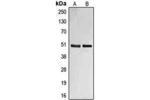 Western blot analysis of Fibulin 4 expression in SW480 (A), HepG2 (B) whole cell lysates.