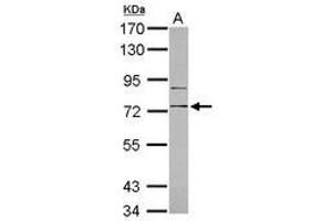 Image no. 2 for anti-CD180 Molecule (CD180) (Internal Region) antibody (ABIN1496007) (CD180 antibody  (Internal Region))