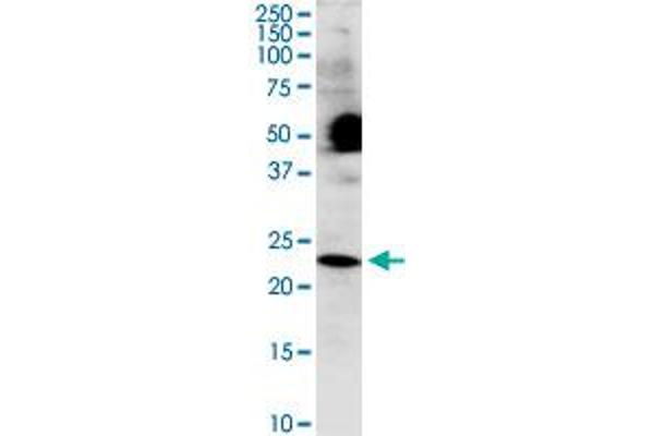 COX4NB antibody  (AA 113-210)