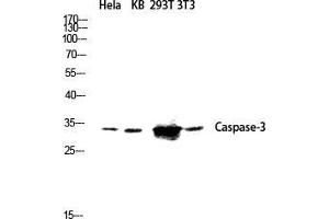 Western Blot (WB) analysis of HeLa KB 293T 3T3 lysis using Caspase-3 antibody. (Caspase 3 antibody  (Ser1981))