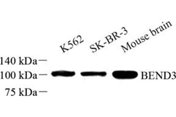 BEND3 antibody