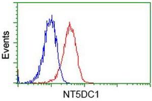 Image no. 1 for anti-5'-Nucleotidase Domain Containing 1 (NT5DC1) antibody (ABIN1499833) (NT5DC1 antibody)