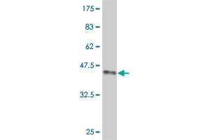 Western Blot detection against Immunogen (35. (FOXM1 antibody  (AA 22-110))