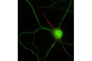 Double immunofluorescence staining of cultured rat hippocampal neurons with N56/21 (red) and MAP2 (green). (FGF14 antibody  (AA 1-252))