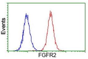 Image no. 3 for anti-Fibroblast Growth Factor Receptor 2 (FGFR2) antibody (ABIN1498252) (FGFR2 antibody)