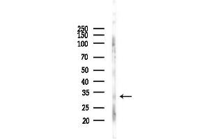 anti-Aquaporin 7 (AQP7) (N-Term) antibody