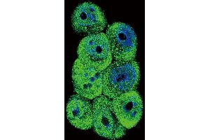 Confocal immunofluorescent analysis of AKR1B1 Antibody (Center) (ABIN389206 and ABIN2839364) with 293 cell followed by Alexa Fluor 488-conjugated goat anti-rabbit lgG (green). (AKR1B1 antibody  (AA 102-135))