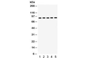 Western blot testing of 1) rat testis, 2) rat thymus, 3) human placenta, 4) SW620 and 5) HeLa lysate with HSP90 beta antibody. (HSP90AB1 antibody)