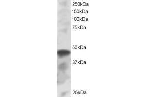 ABIN184813 staining (1µg/ml) of K562 lysate (RIPA buffer, 30µg total protein per lane). (IRF8 antibody  (C-Term))