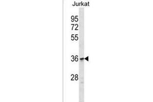 OR1C1 Antibody (C-term) (ABIN1537007 and ABIN2849909) western blot analysis in Jurkat cell line lysates (35 μg/lane). (OR1C1 antibody  (C-Term))
