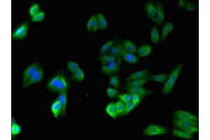 Immunofluorescent analysis of HepG2 cells using ABIN7169631 at dilution of 1:100 and Alexa Fluor 488-congugated AffiniPure Goat Anti-Rabbit IgG(H+L) (SPPL3 antibody  (AA 213-263))