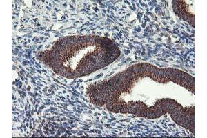 Image no. 5 for anti-TNF Receptor-Associated Protein 1 (TRAP1) antibody (ABIN1501500) (TRAP1 antibody)