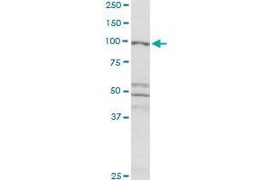 CBL MaxPab rabbit polyclonal antibody. (CBL antibody  (AA 1-906))