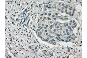 Image no. 3 for anti-P450 (Cytochrome) Oxidoreductase (POR) antibody (ABIN1497744) (POR antibody)