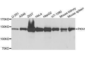 Western blot analysis of extracts of various cell lines, using PKN1 antibody. (PKN1 antibody  (AA 1-300))