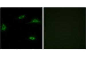 Immunofluorescence analysis of LOVO cells, using OR2T11 Antibody. (OR2T11 antibody  (AA 51-100))