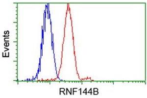 Image no. 1 for anti-Ring Finger Protein 144B (RNF144B) (AA 1-256) antibody (ABIN1490651) (RNF144B antibody  (AA 1-256))