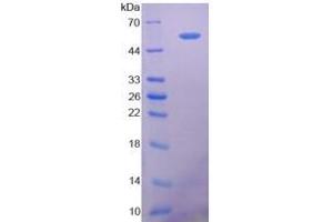 SDS-PAGE analysis of Human 5'-Nucleotidase, Ecto Protein. (CD73 Protein)