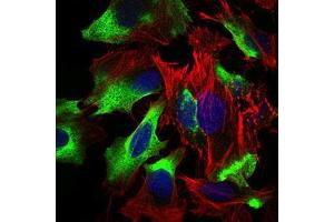 Immunofluorescence analysis of Hela cells using CD22 mouse mAb (green). (CD22 antibody  (AA 621-725))