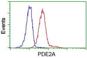 Image no. 3 for anti-phosphodiesterase 2A, CGMP-Stimulated (PDE2A) antibody (ABIN1500084) (PDE2A antibody)