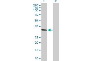 Western Blot analysis of MSX1 expression in transfected 293T cell line by MSX1 MaxPab polyclonal antibody. (MSX1 antibody  (AA 1-297))