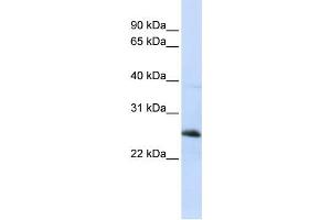 Western Blotting (WB) image for anti-Reticulon 1 (RTN1) antibody (ABIN2459313) (Reticulon 1 antibody)