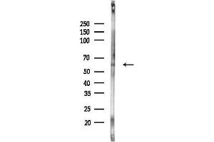 Western blot analysis of lysates from Rat liver, using RIC8A Antibody at 1/1000 dilution.
