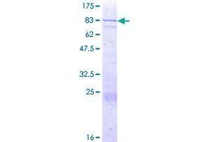 FASTK Protein (AA 1-549) (GST tag)