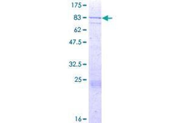 FASTK Protein (AA 1-549) (GST tag)