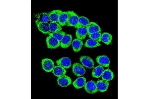 Confocal immunofluorescent analysis of ANKRD34B Antibody (C-term) (ABIN655456 and ABIN2844983) with 293 cell followed by Alexa Fluor 488-conjugated goat anti-rabbit lgG (green). (ANKRD34B antibody  (C-Term))