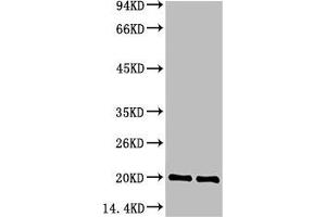 Western blot analysis of 1) Hela Cell Lysate, 2) C2C12 Cell Lysate, 3) PC12 Cell Lysate using Bax Mouse mAb diluted at 1:1000.